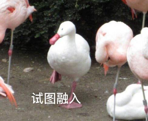 新華互聯(lián)網(wǎng)科技正式入駐Bilibili！會摩擦出什么樣火花呢？